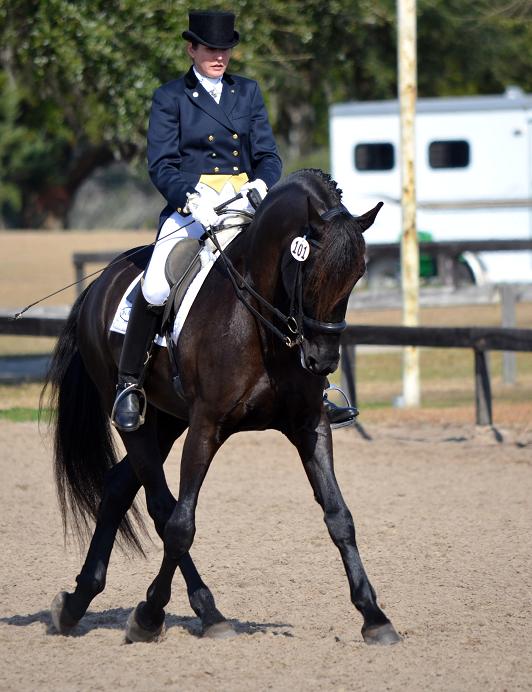 Lexington, Friesian Sporthorse stallion competing at FEI dressage, ridden by Gigha Steinman