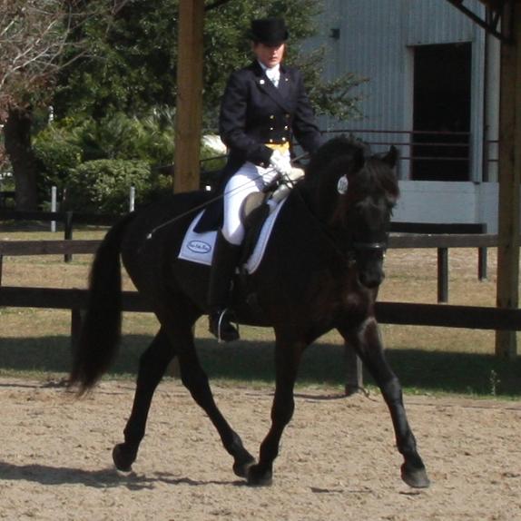 Lexington, Friesian Sporthorse stallion competing at FEI dressage, ridden by Gigha Steinman