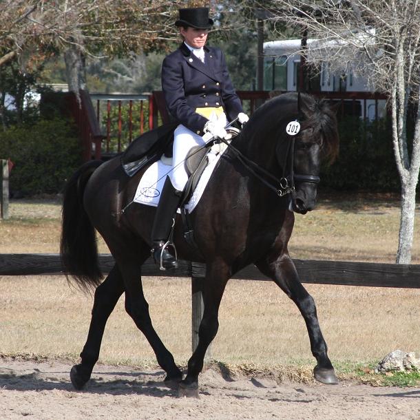 Lexington, Friesian Sporthorse stallion competing at FEI dressage, ridden by Gigha Steinman