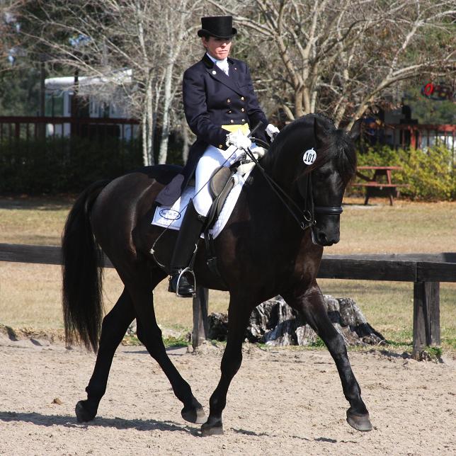 Lexington, Friesian Sporthorse stallion competing at FEI dressage, ridden by Gigha Steinman