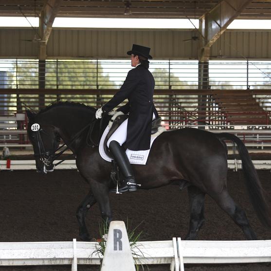 Lexington, Friesian Sporthorse stallion competing at FEI dressage, ridden by Gigha Steinman