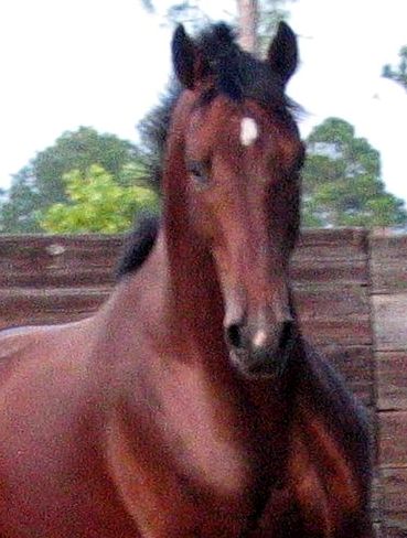 G Walkabout (show photos, schooling photos, inspection photos)