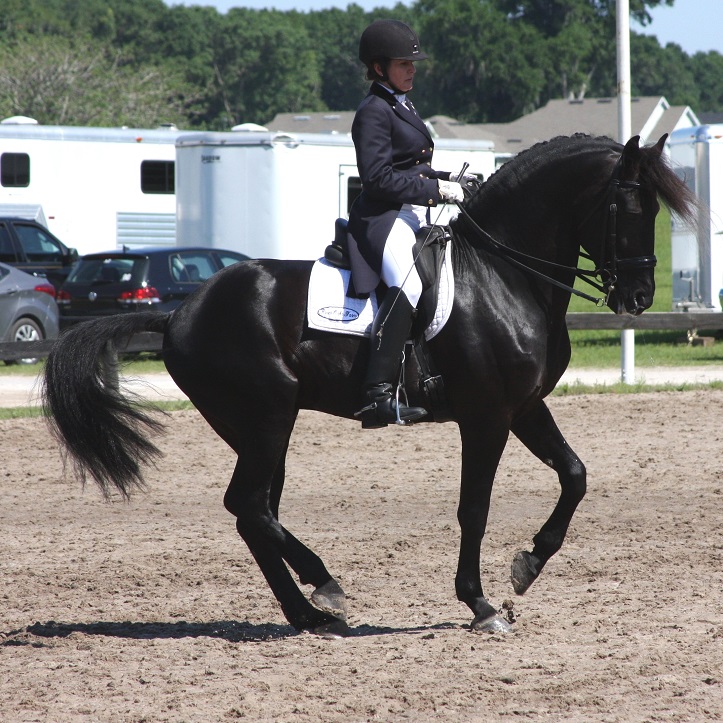 Lexington Grand Prix Friesian Sporthorse