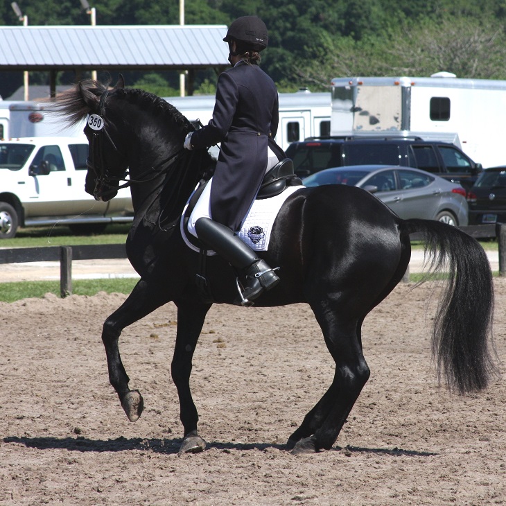 Lexington Grand Prix Friesian Sporthorse