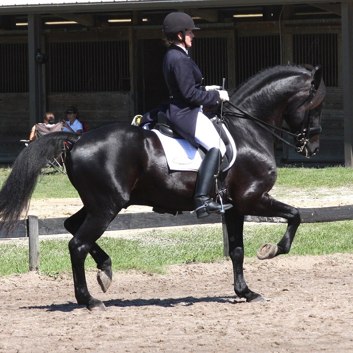 Grand Prix Friesian Sporthorse