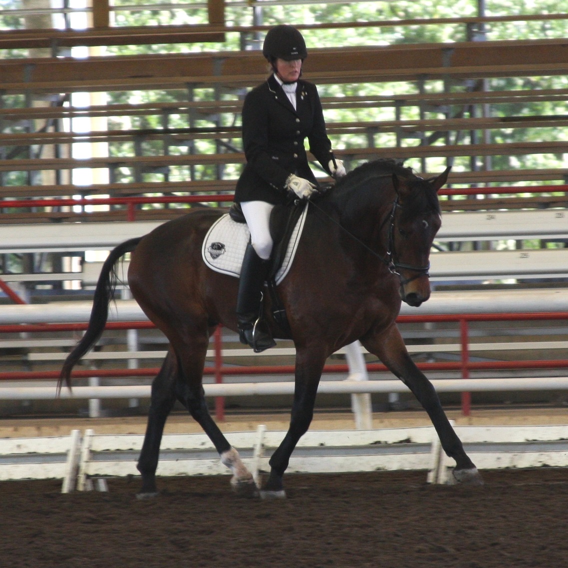 Lancaster ROF Friesian Sporthorse