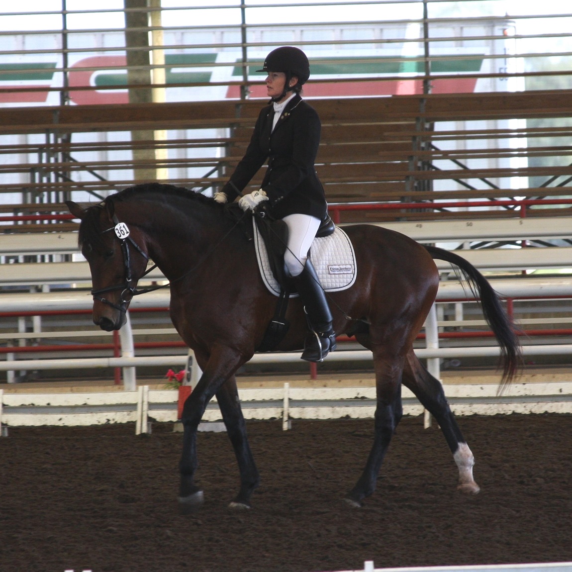 Lancaster ROF Friesian Sporthorse