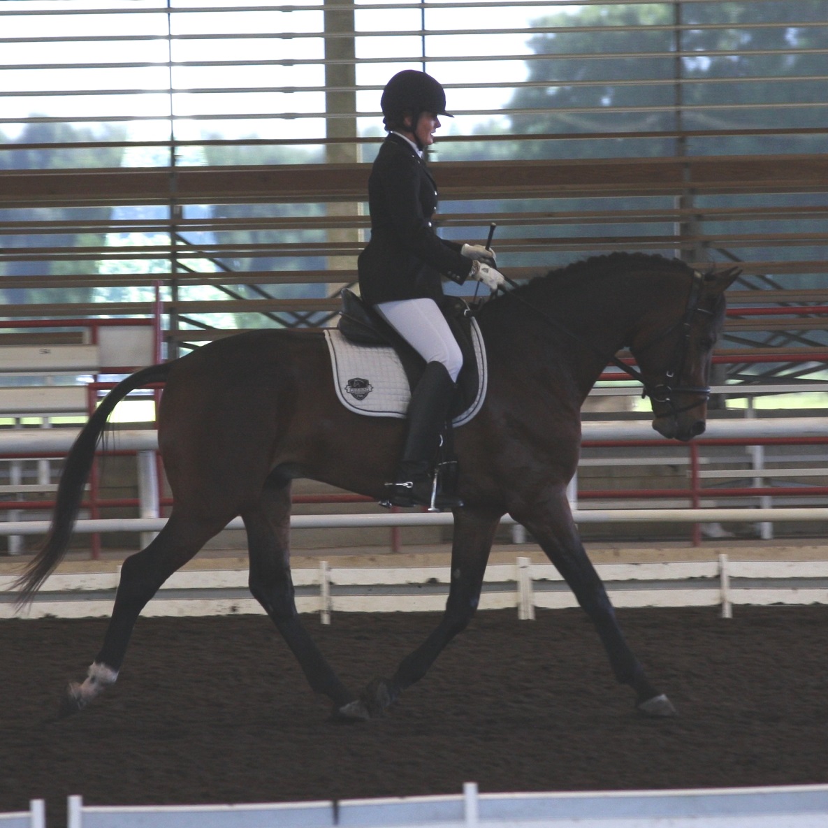 Lancaster ROF Friesian Sporthorse