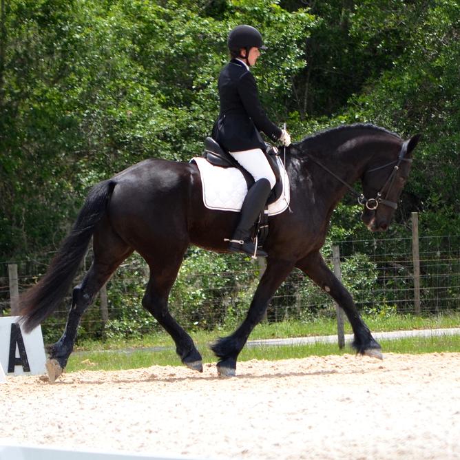 Lennox ROF -- Friesian Sporthorse gelding by Lexington