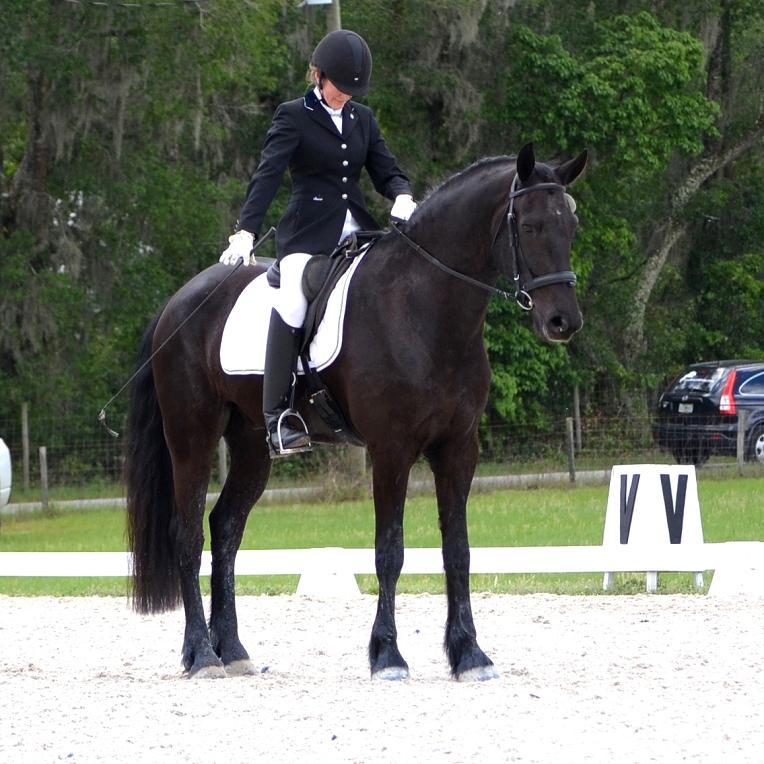 Lennox ROF -- Friesian Sporthorse gelding by Lexington