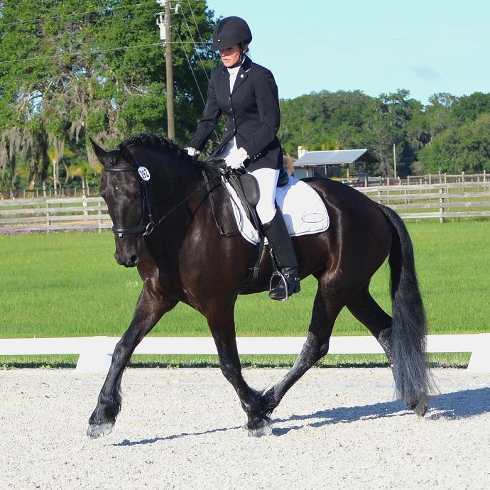 Lennox ROF -- Friesian Sporthorse gelding by Lexington