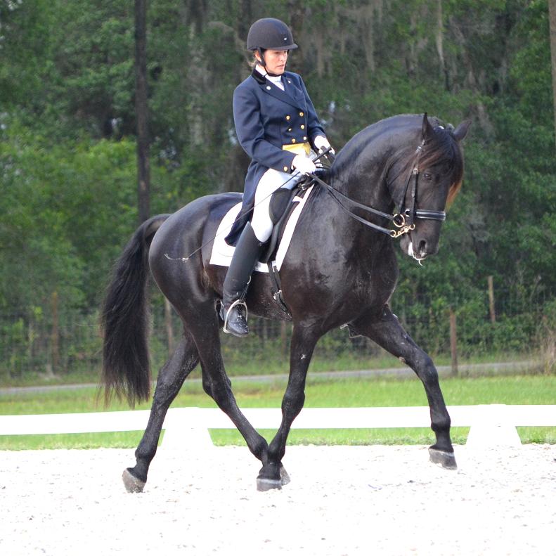 Lexington FEI Friesian Sporthorse