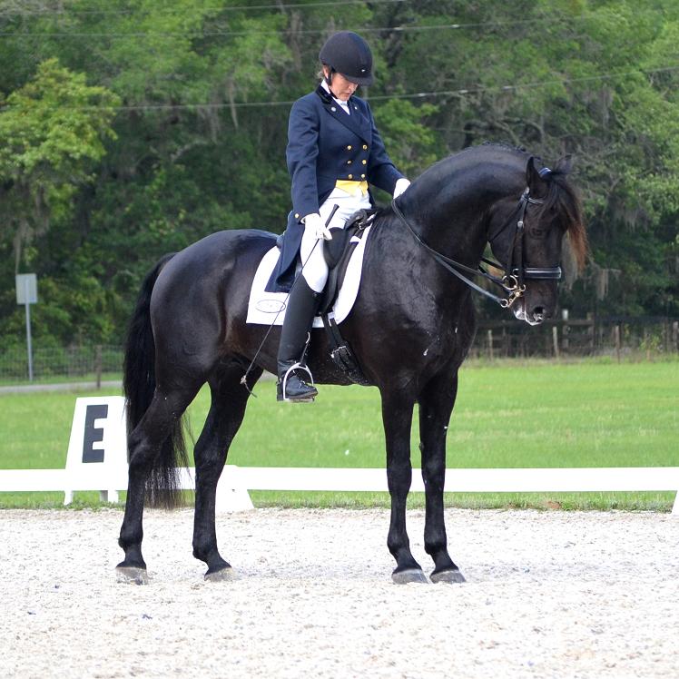 Lexington Elite Friesian Sporthorse