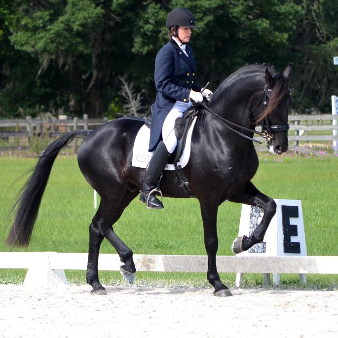 Lexington FEI Friesian Sporthorse