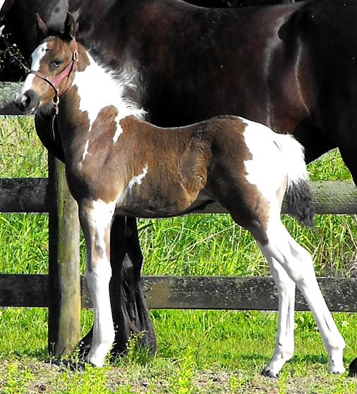 Sebastian ROF ~ pinto Friesiain Sporthorse colt