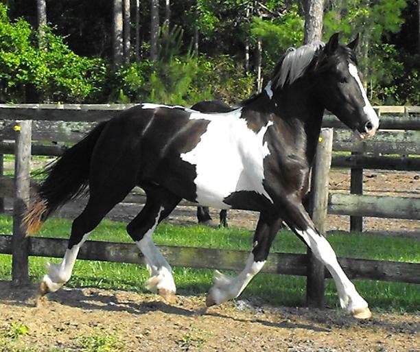 pinto Friesian Sporthorse stallion by Nico