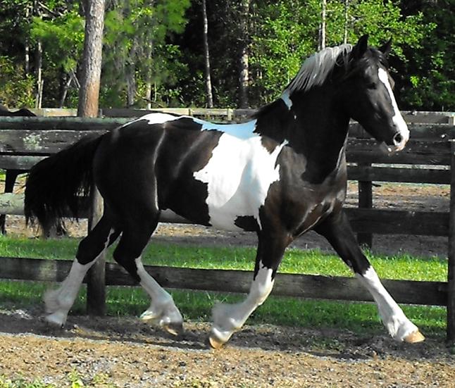 pinto Friesian Sporthorse stallion
