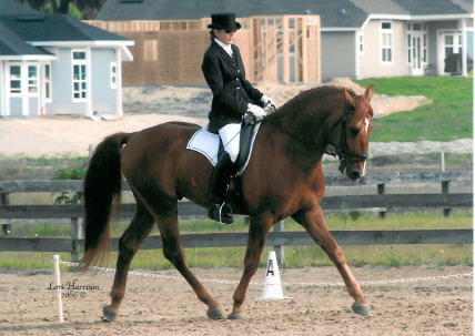 Gigha & Charleston, Friesian Sporthorse gelding