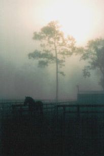 River Oaks Farm, Astor Florida