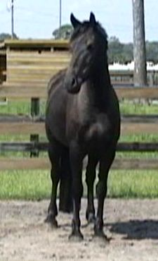 Koloa Friesian Sporthorse