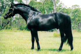 LEXINGTON - Friesian Sporthorse stallion