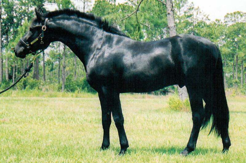 Lexington - Friesian Sporthorse stallion (Approved, Elite Book)
