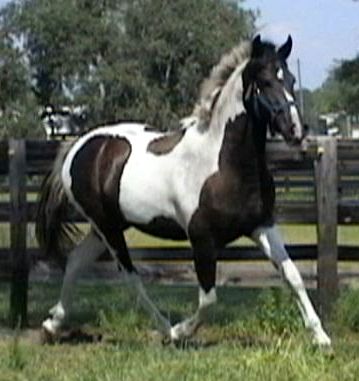 Miramar - pinto Friesian Sporthorse mare