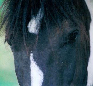 Miramar ~ Friesian Sporthorse mare