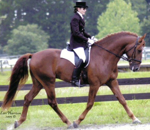 Charleston, ridden by Gigha