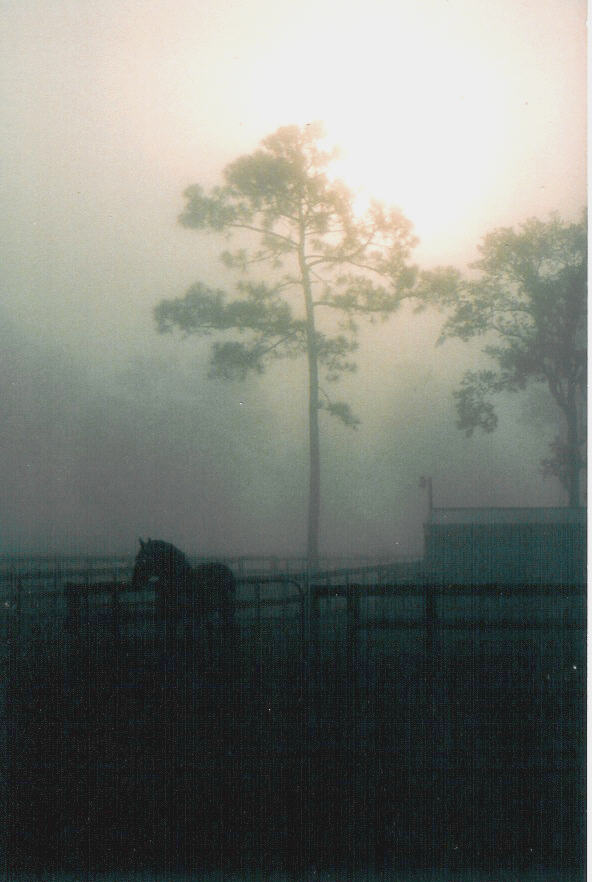 early morning at the farm