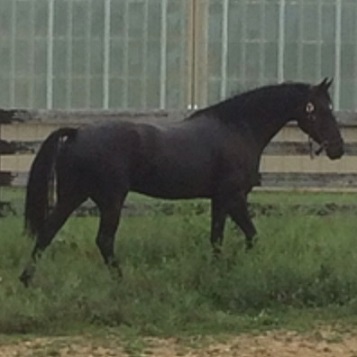 Lyric Friesian Sporthorse by Lexington