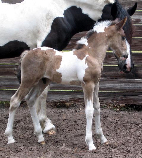 Americus ROF (Friesian Sporthorse colt)