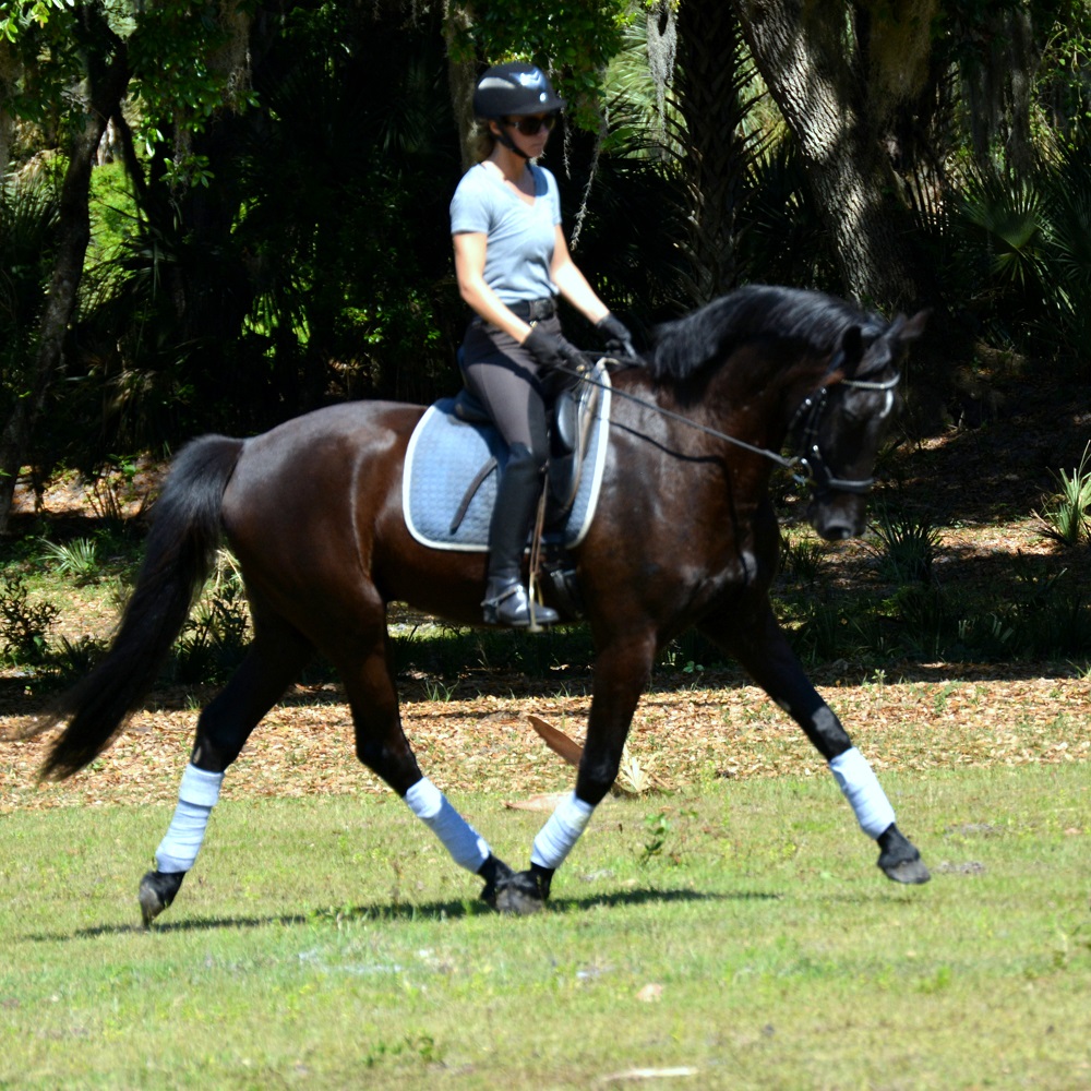 dressage Friesian Sporthorse