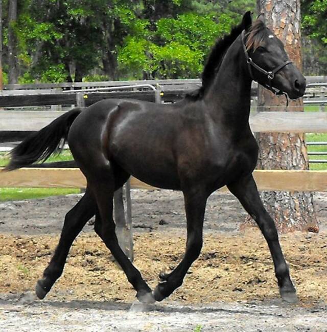 Boca ROF Friesian Sporthorse