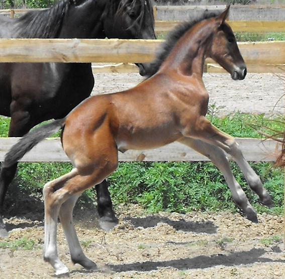Lily ROF - Friesian Sporthorse filly by Lexington