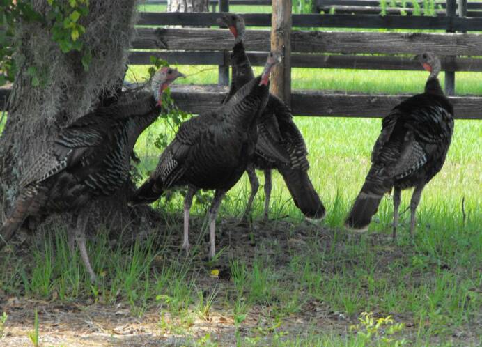 Osceola Turkeys