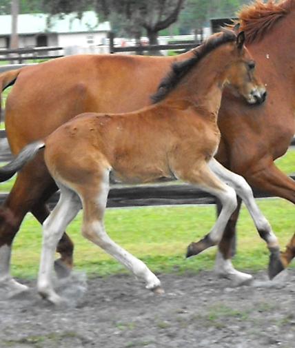 Lancaster - Friesian Sporthorse x Dutch Warmblood