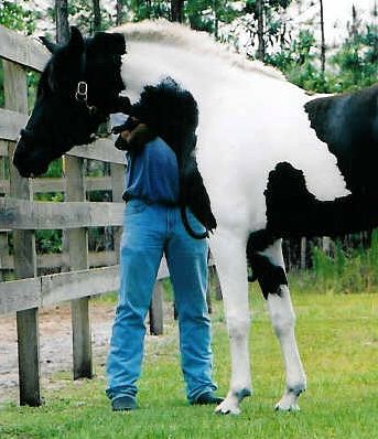 Miramar -- pinto Friesian/Georgian Grande mare