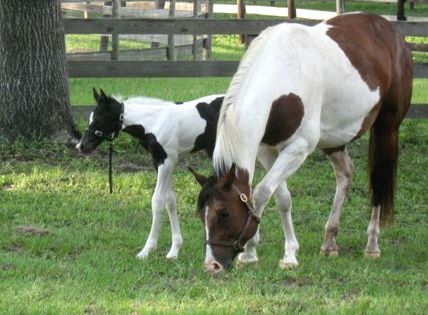 pinto colt, Lexington x Bay Review