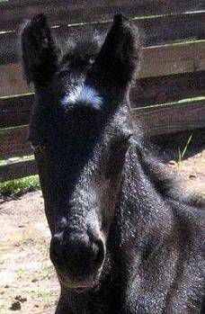 click to see more foal photos!